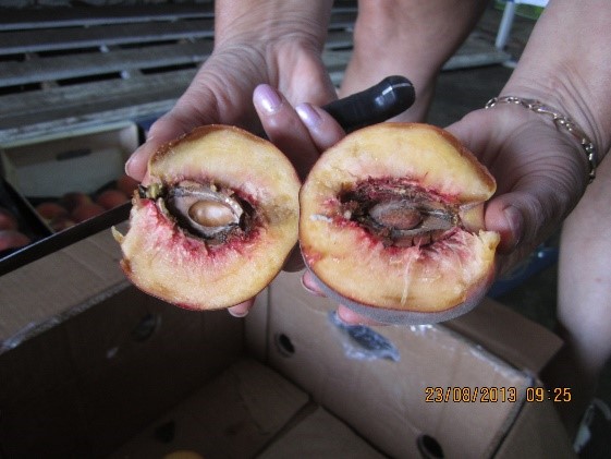 Плодорожка восточная на персике