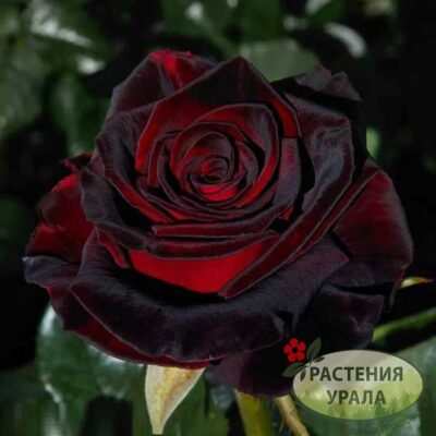 Волшебство темнокровной красоты — знакомство с розой «Чёрная магия» — узнайте особенности сорта, насладитесь великолепием фото, узнайте, как посадить и ухаживать за ней