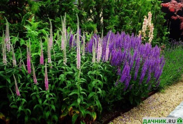 Вероника колосковая — лучшие сорта и секреты выращивания цветка для вашего сада