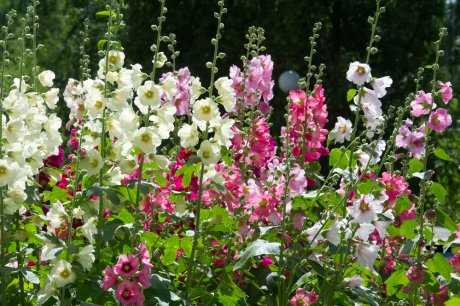 Изысканные и долгожданные гости сада — узнайте о многолетних растениях, которые наполнят вашу жизнь цветом и красотой на протяжении всего лета