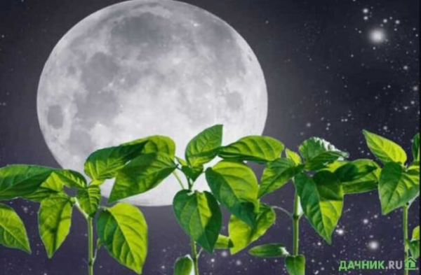Мир космоса — лунный календарь для садоводов и огородников