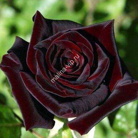 Волшебство темнокровной красоты — знакомство с розой «Чёрная магия» — узнайте особенности сорта, насладитесь великолепием фото, узнайте, как посадить и ухаживать за ней