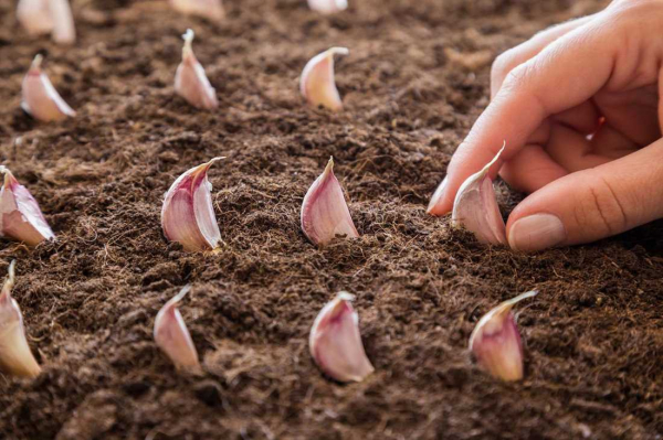 Оптимальное время для саженцев озимого чеснока — октябрь — секреты процесса выращивания и сохранения качества урожая
