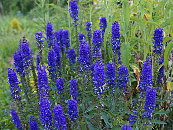 Вероника колосковая — лучшие сорта и секреты выращивания цветка для вашего сада