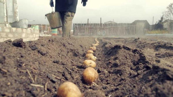 Простой и эффективный способ сажать картофель для получения богатого урожая
