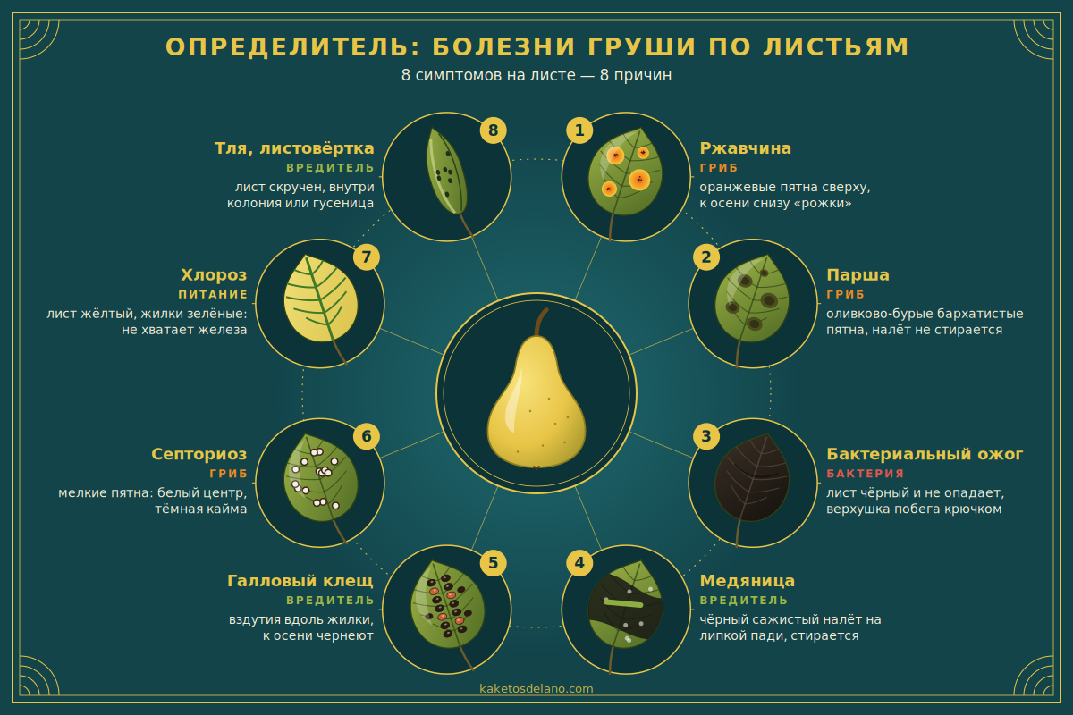 Определение болезни груши по листьям: восемь симптомов — ржавчина, парша, бактериальный ожог, галловый клещ, медяница, септориоз, хлороз, тля