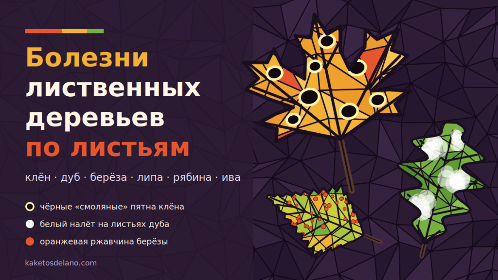 Болезни лиственных деревьев по листьям: определение болезни клёна, берёзы, липы, дуба и рябины на участке Болезни лиственных деревьев по листьям: клён с чёрными смоляными пятнами, дуб с белым налётом и берёза с ржавчиной