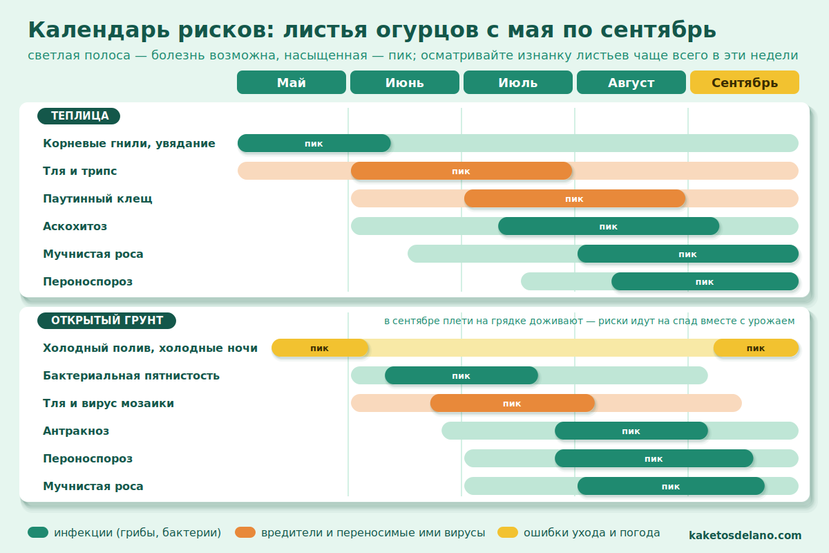 Календарь болезней и вредителей огурцов с мая по сентябрь Календарь рисков: когда появляются пероноспороз, мучнистая роса, паутинный клещ и другие болезни листьев огурцов в теплице и открытом грунте