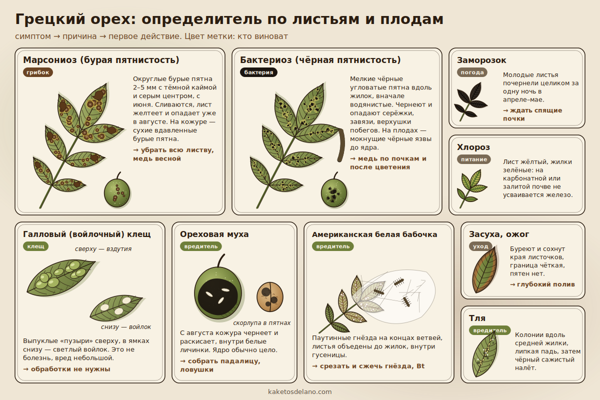 Болезни и вредители грецкого ореха: определитель по листьям и плодам Определение болезни грецкого ореха по листьям: марсониоз, бактериоз, галловый клещ, ореховая муха, белая бабочка, хлороз