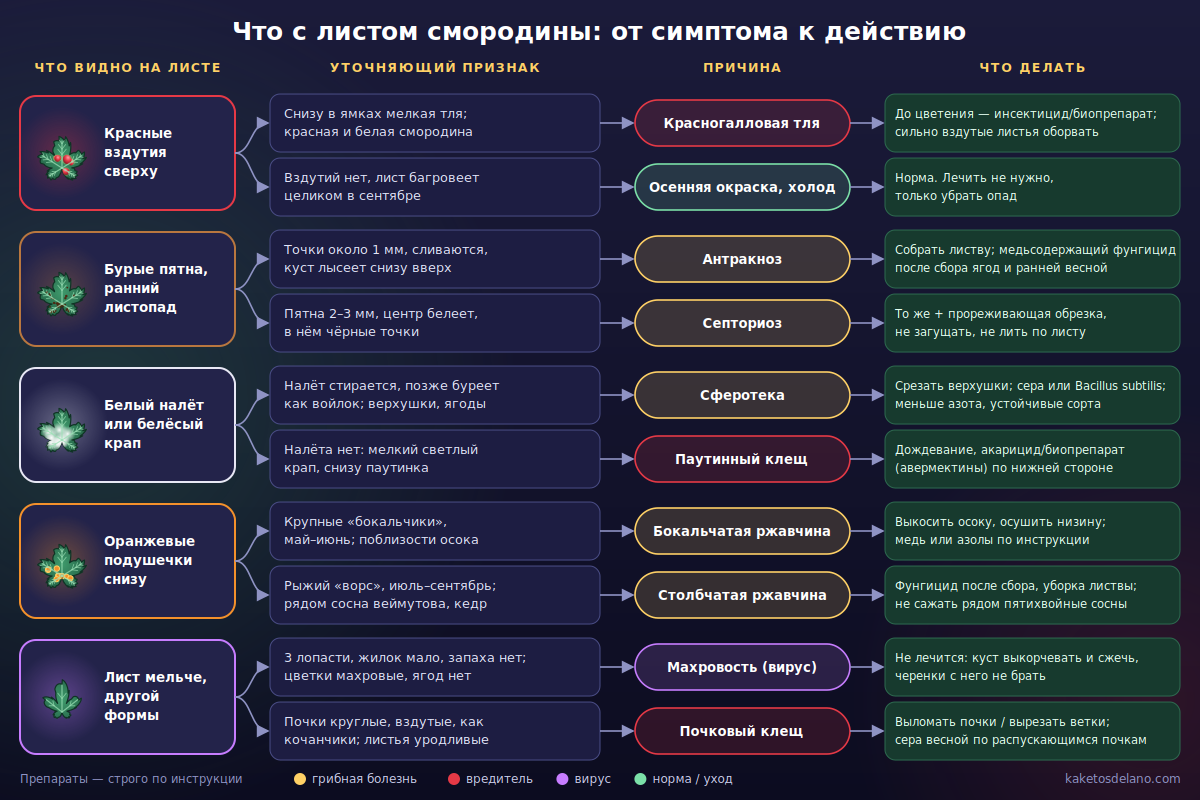 Блок-схема: пятна, налёт и вздутия на листьях смородины — причина и действие