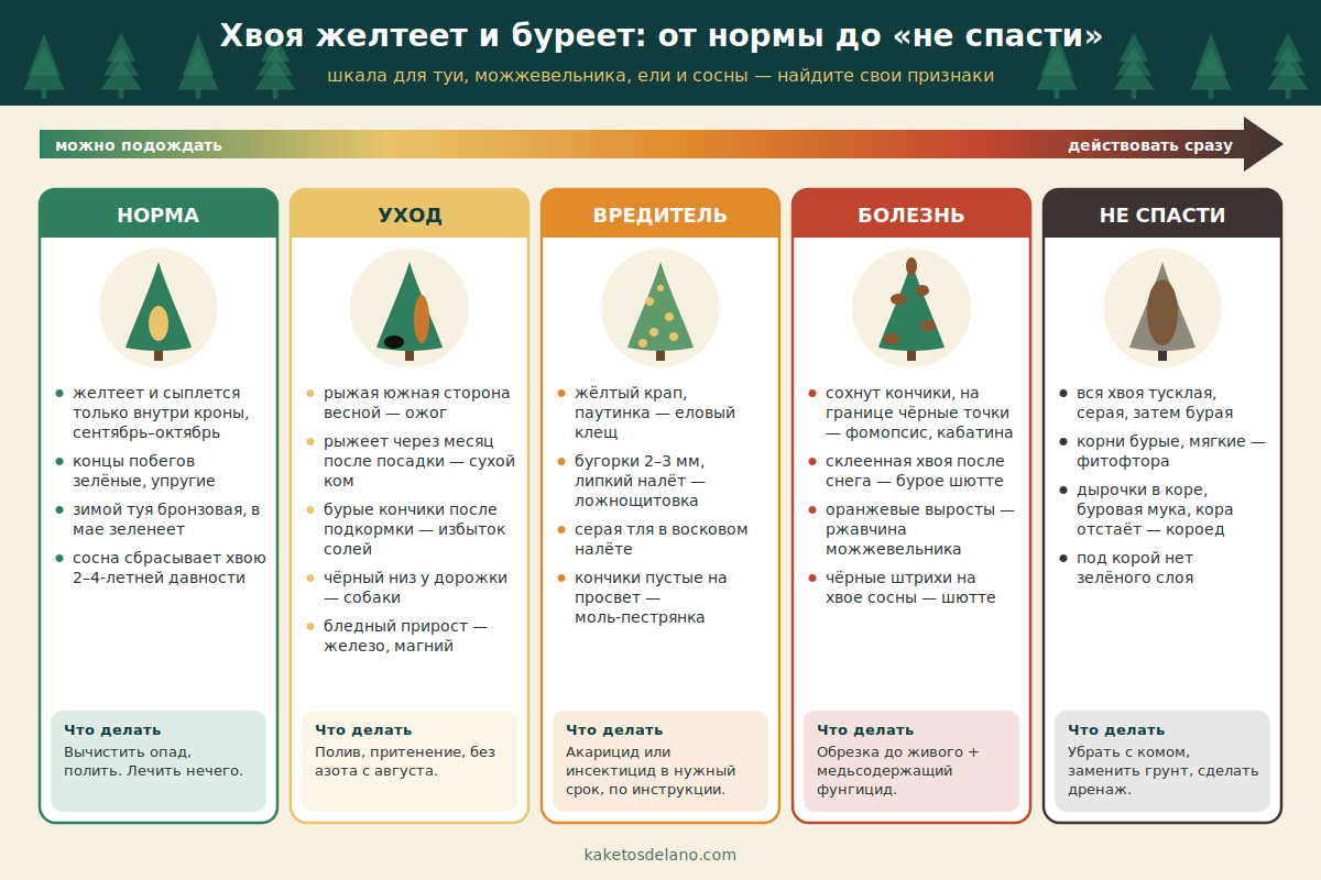 Шкала состояния хвойных: норма, ошибки ухода, вредитель, болезнь, дерево не спасти