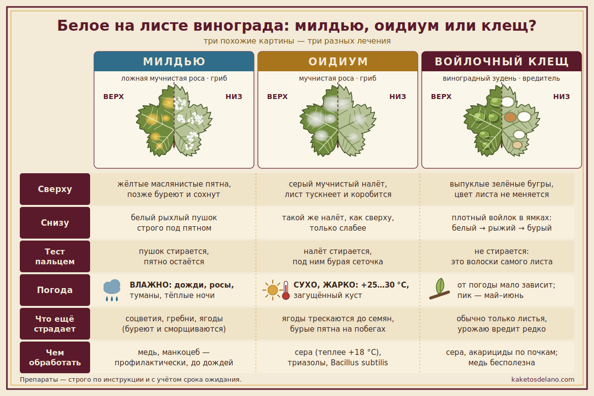 Сравнение: милдью, оидиум и войлочный клещ на листьях винограда — как отличить по налёту, стороне листа и погоде
